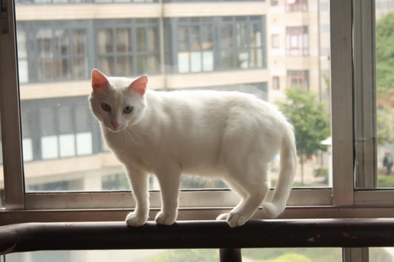 Asociacion Axudanos6 768x511