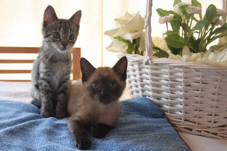 Asociacion Axudanos7 768x512