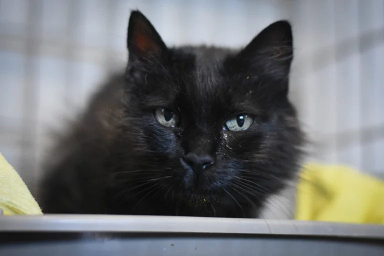 animales abandonados en Toro5 768x512