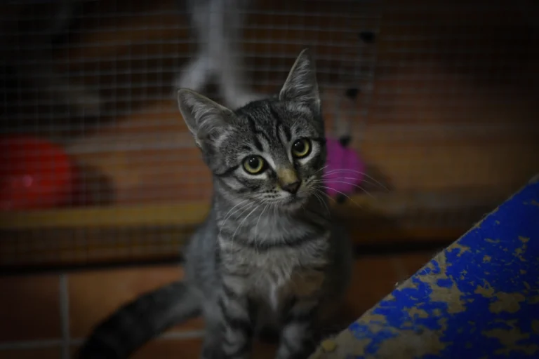 animales abandonados en Toro6 768x512