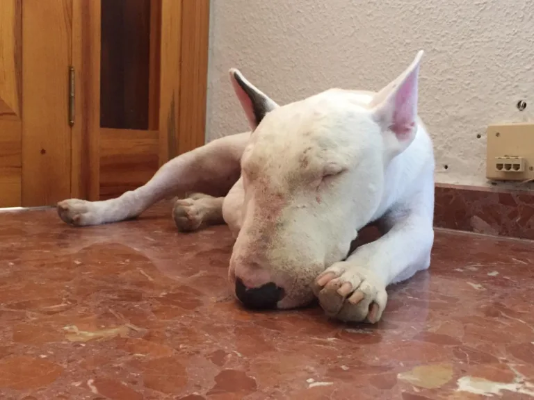 Adopta Granada1 768x576