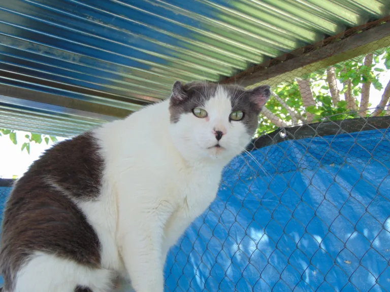 Adopta Granada3 768x576