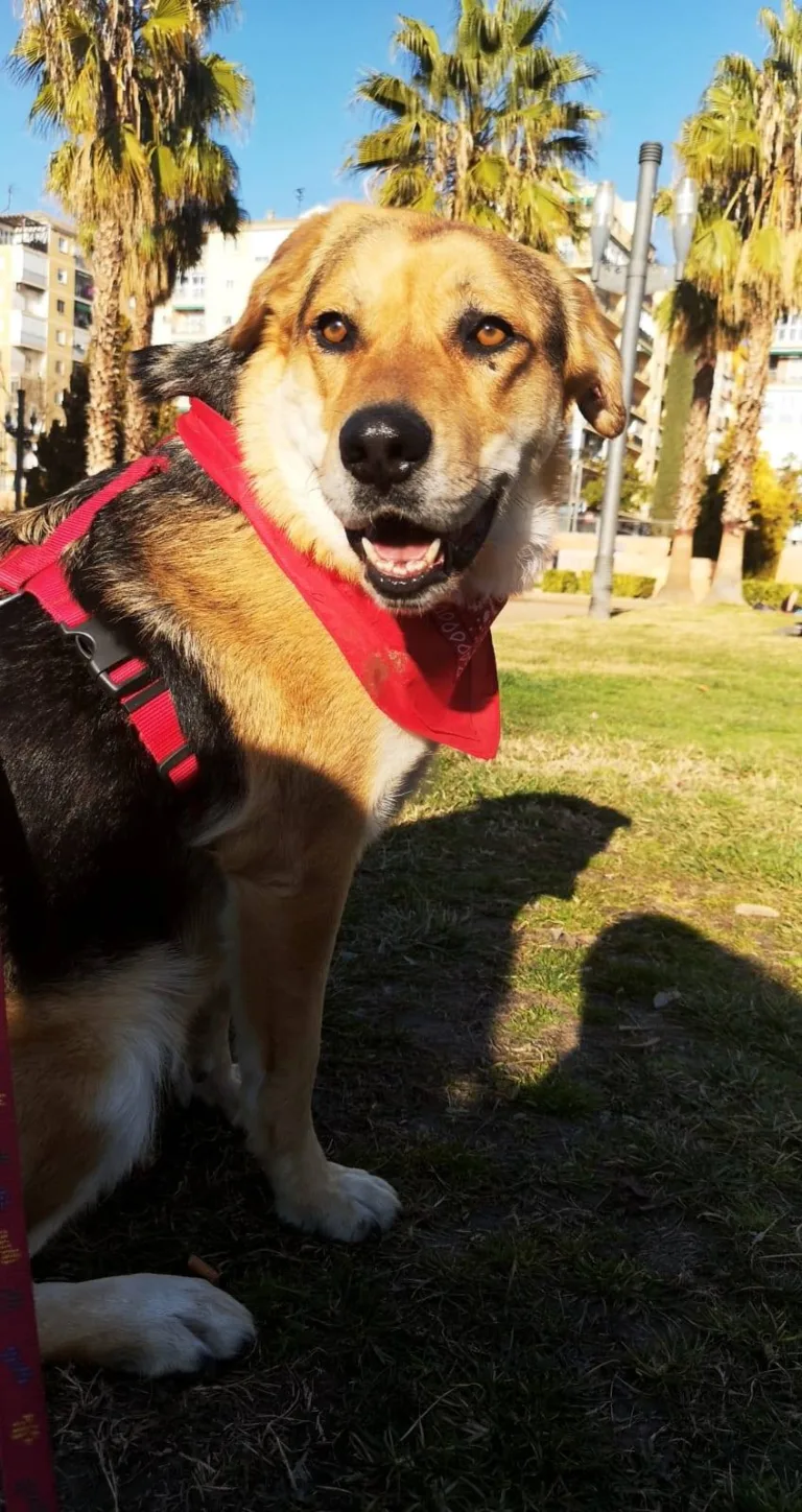 Adopta Granada6 768x1448