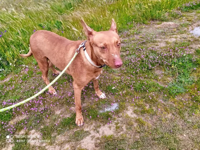 Amigospatas Elviso4 768x576