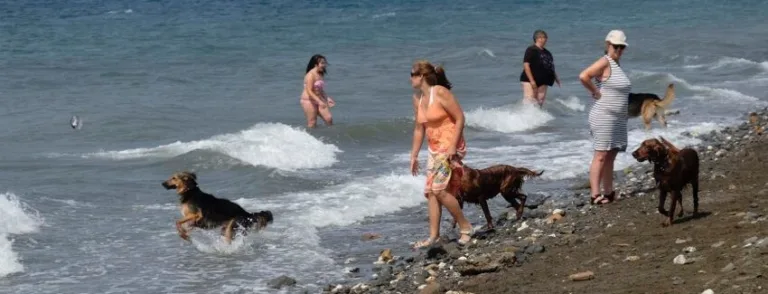 Arroyo Totalan Playa para Perros en Malaga2 768x294