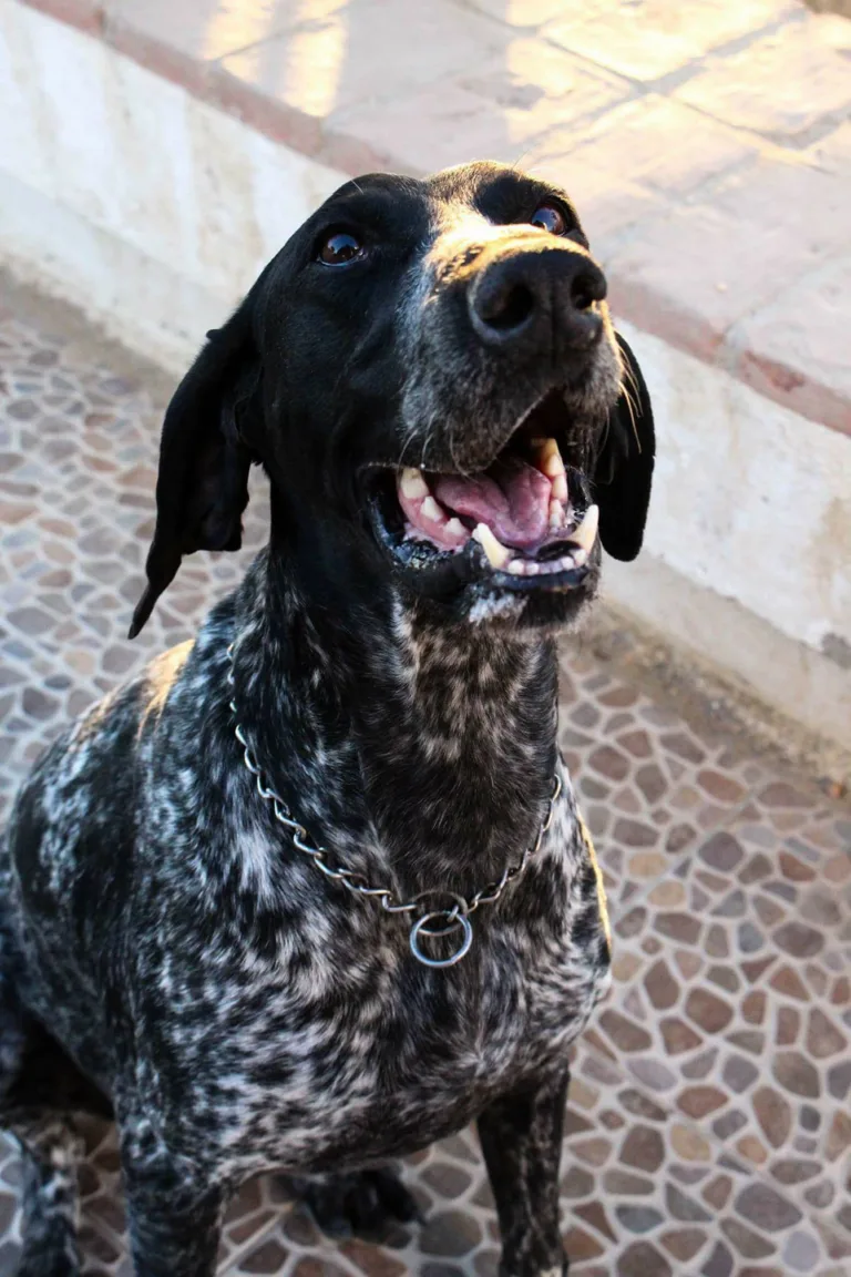 Asociacion Animalista Montes Orientales1 768x1152