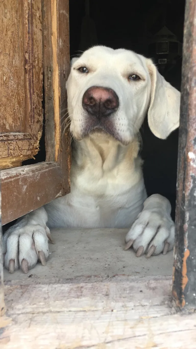 Asociacion Animalista Montes Orientales5 768x1364