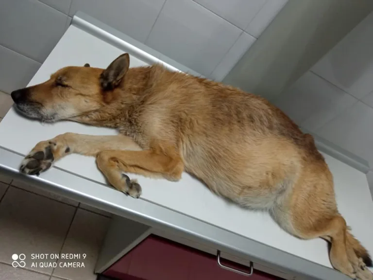 Asociacion Animalista Montes Orientales6 768x576