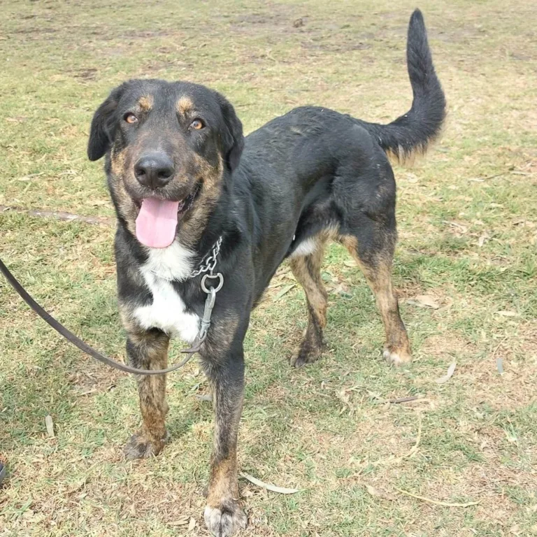 Asociacion Ladridos Vagabundos1 768x768