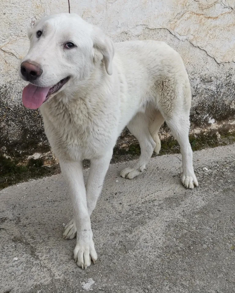 Asociacion Ladridos Vagabundos2 768x957