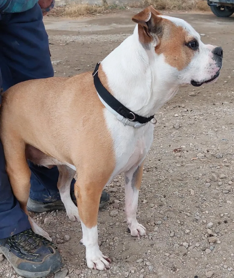 Asociacion Ladridos Vagabundos3 768x911