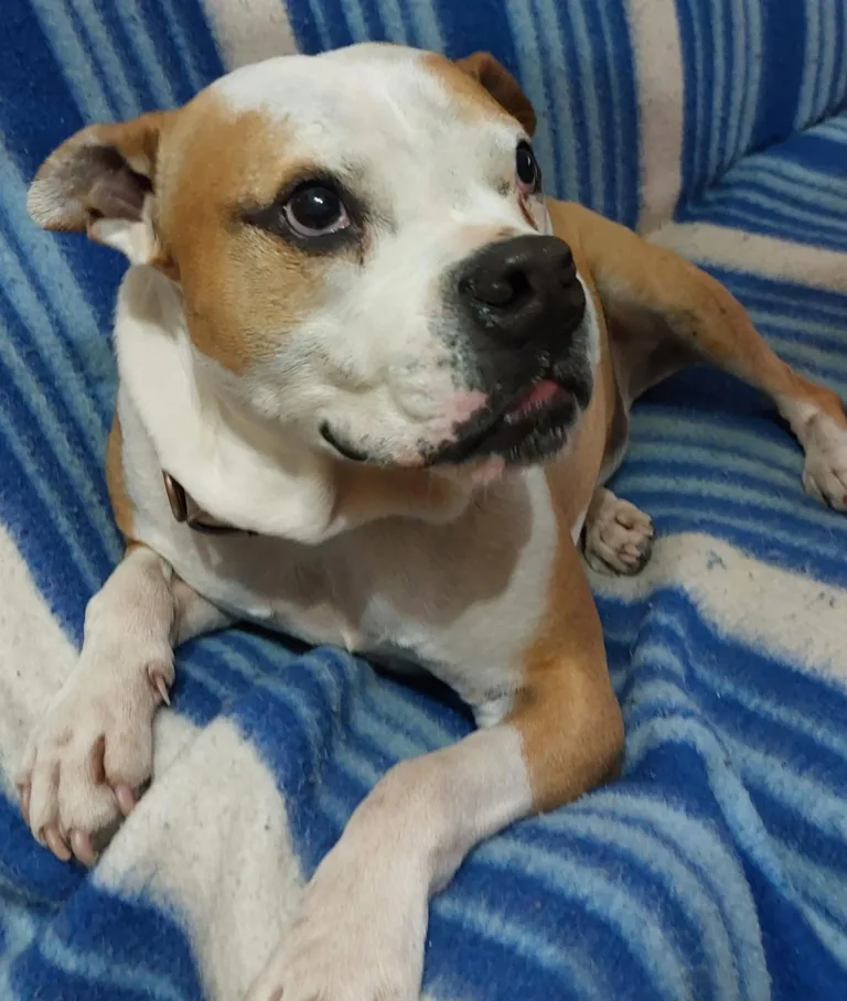 Asociacion Ladridos Vagabundos4 768x908