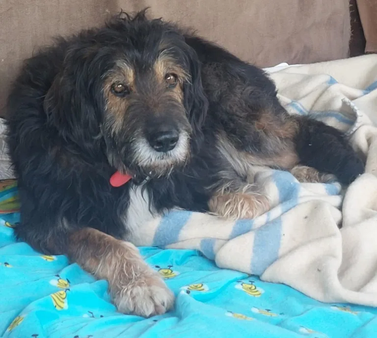 Asociacion Ladridos Vagabundos5 768x688