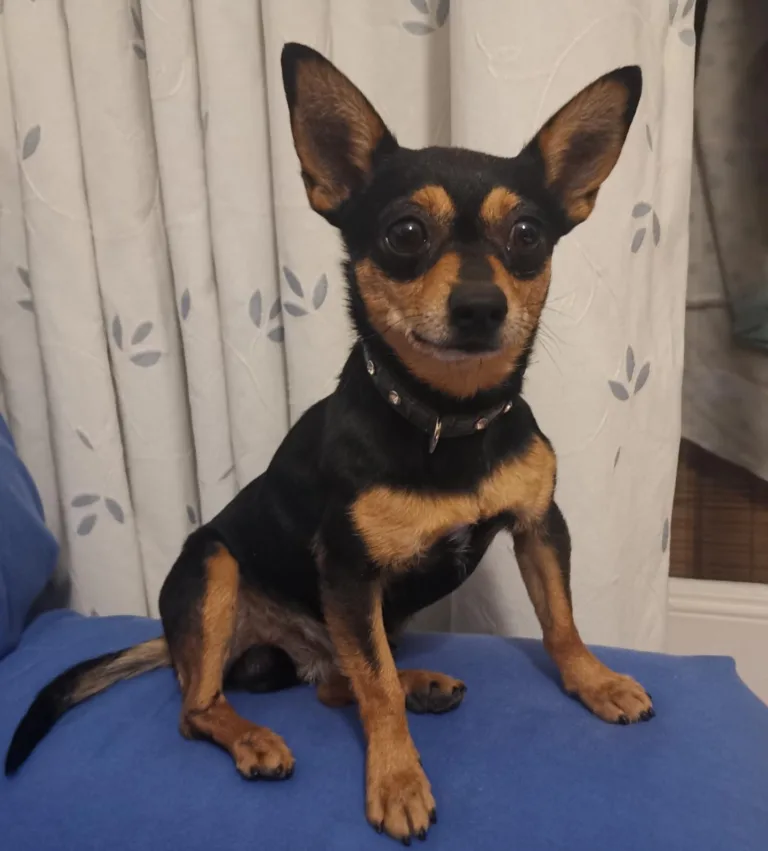 Asociacion Ladridos Vagabundos6 768x851