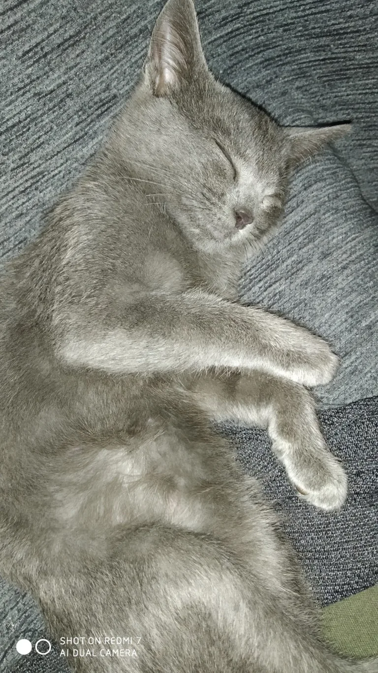 Asociacion Por Patas1 768x1365