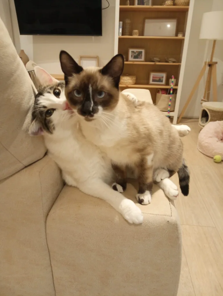 Asociacion Por Patas2 768x1020