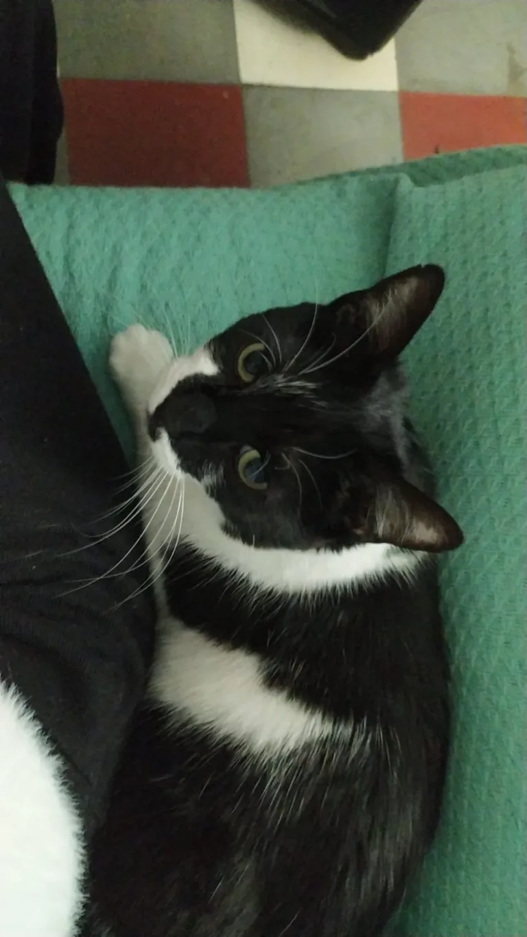 Asociacion Por Patas3 768x1365