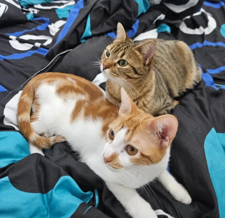 Asociacion Por Patas5 768x744