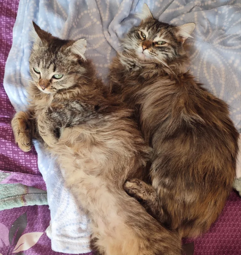 Asociacion Por Patas6 768x812