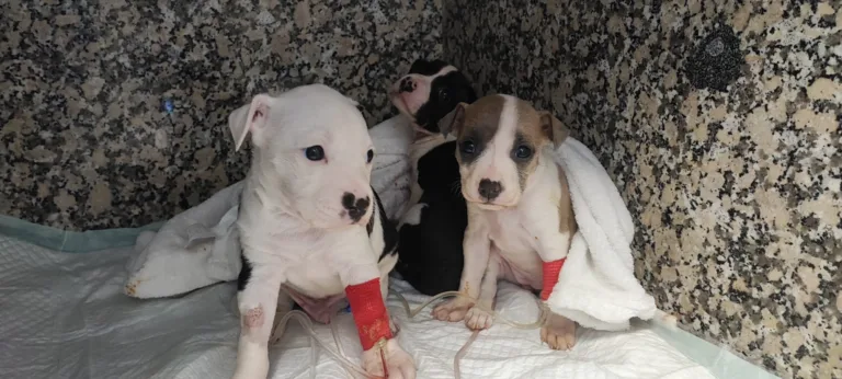 La Luella de Dasha2 768x346