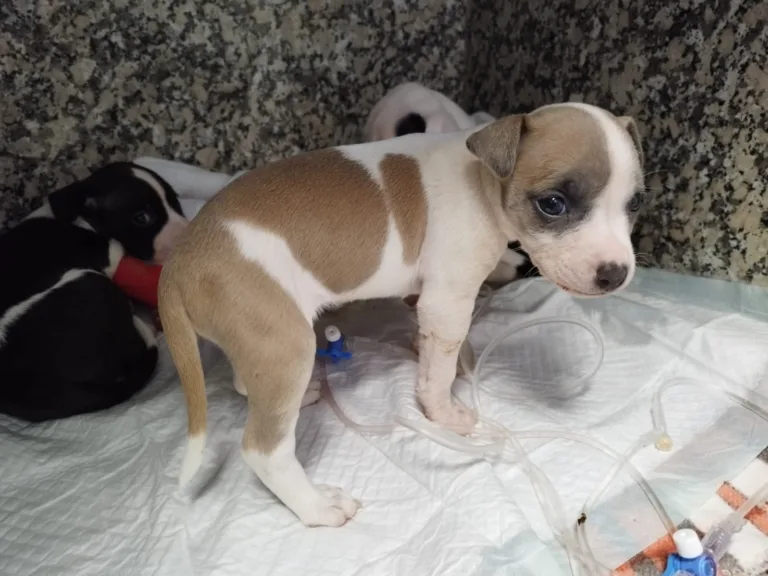 La Luella de Dasha3 768x576