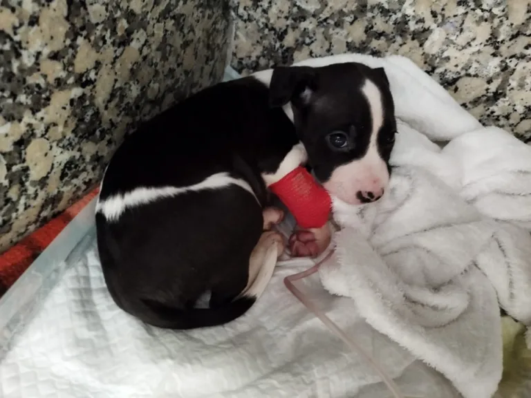 La Luella de Dasha4 768x576