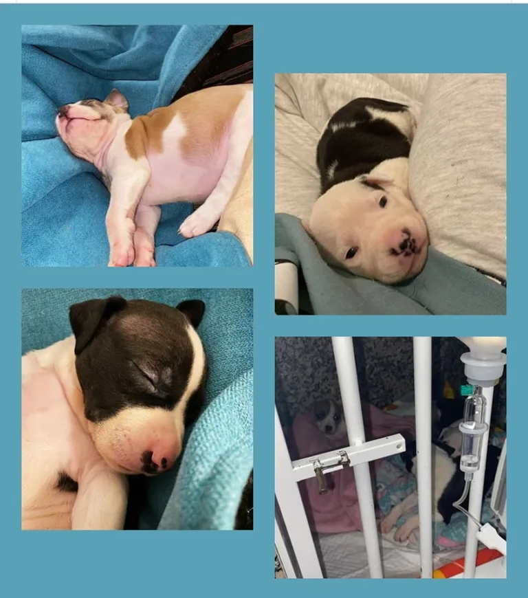 La Luella de Dasha5 768x870