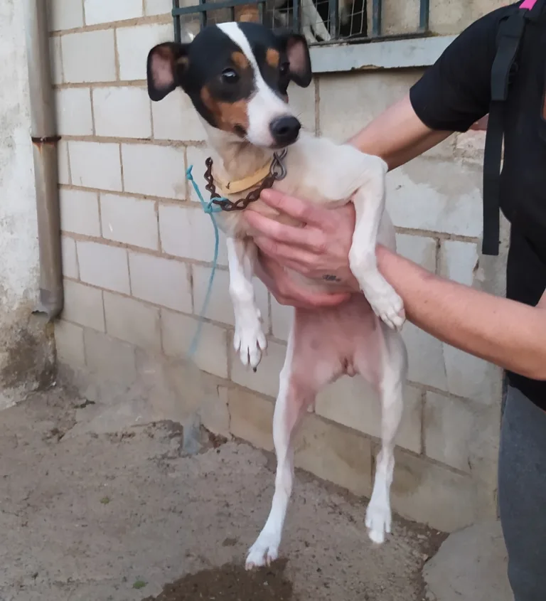 La Luella de Dasha6 768x845