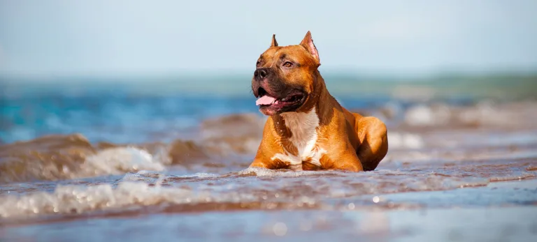 Playa Canina Ventura del Mar en Malaga2 768x347