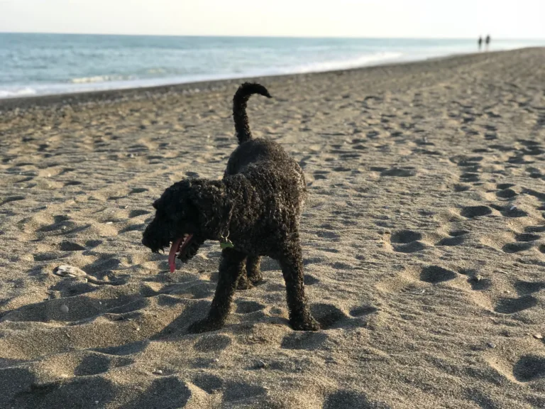 Playa Canina de Torre del Mar Playa2 768x576