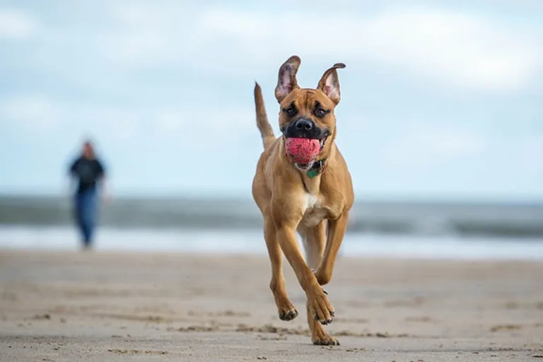 Playa De Piedra Paloma Para Perros4 768x512