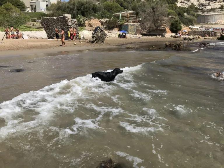 Playa Para Perros Cala Vallcarca En Sitges 768x576