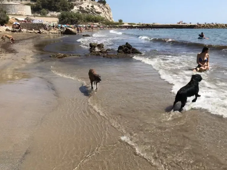 Playa Para Perros Cala Vallcarca En Sitges2 768x576