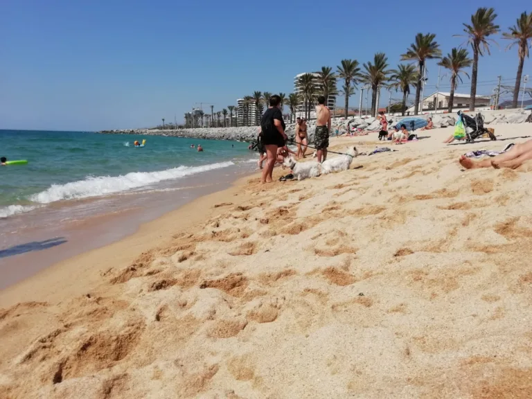 Playa Para Perros En Mataro Barcelona3 768x576