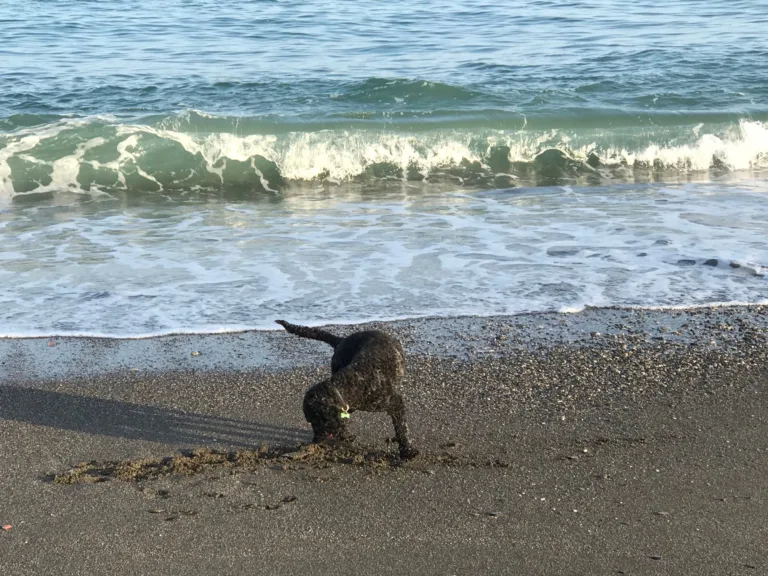 Playa Perros Torre del mar en Malaga4 768x576
