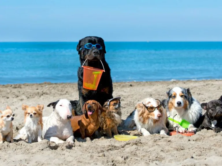 Playa para PERROS El Pinillo6 768x576
