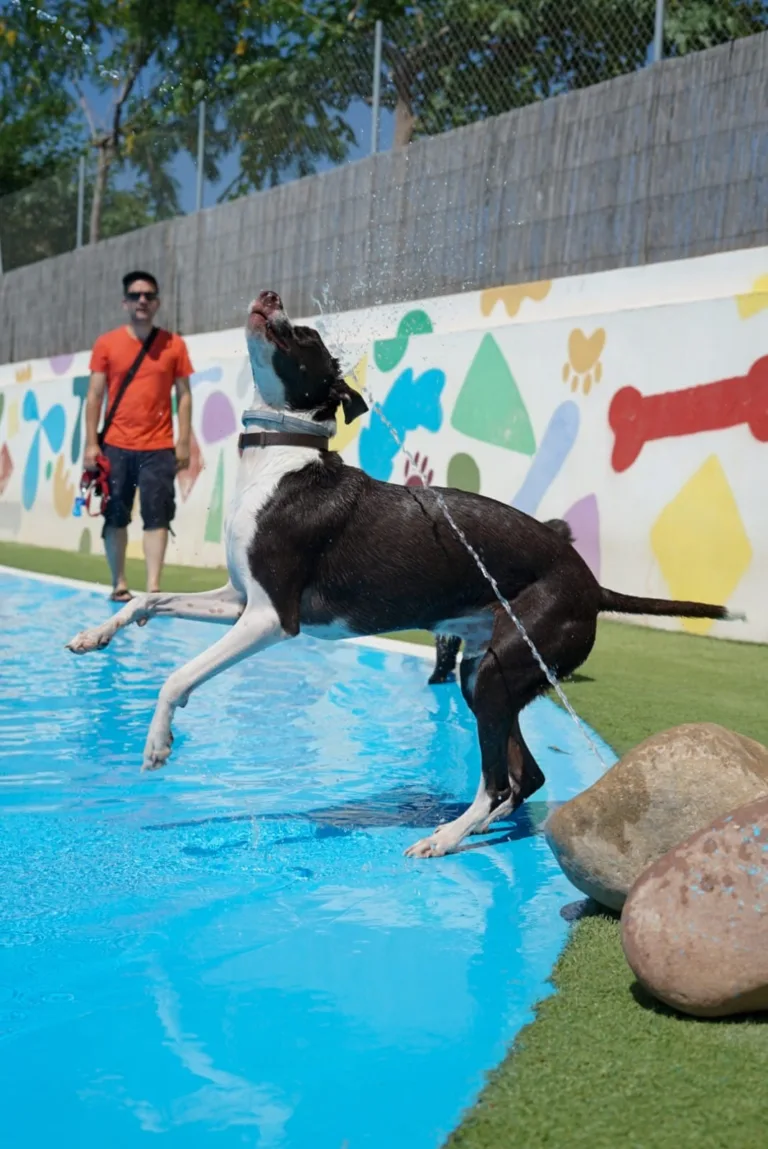Gos Aventura Resort canino en Castellon 768x1149