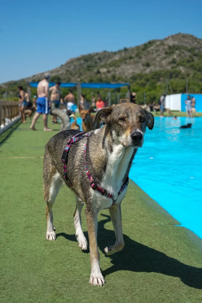 Gos Aventura Resort canino en Castellon3 768x1149