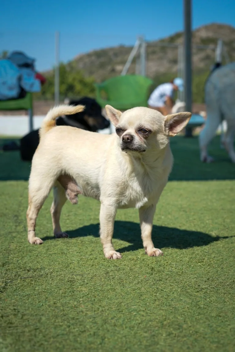 Gos Aventura Resort canino en Castellon5 768x1149