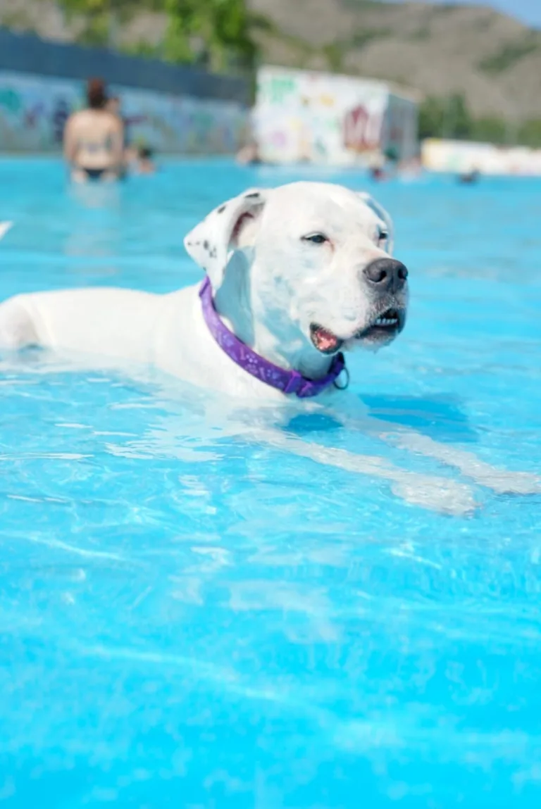 Gos Aventura Resort canino en Castellon6 768x1149