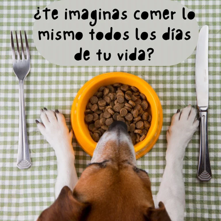 Lurdes entre Perros y Gatos2 768x768