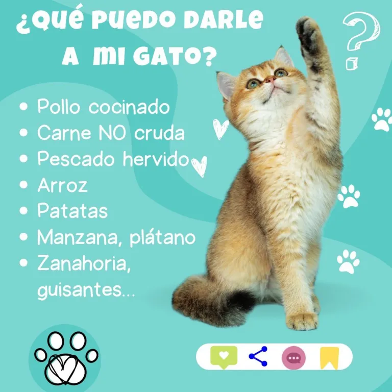 Lurdes entre Perros y Gatos3 768x768