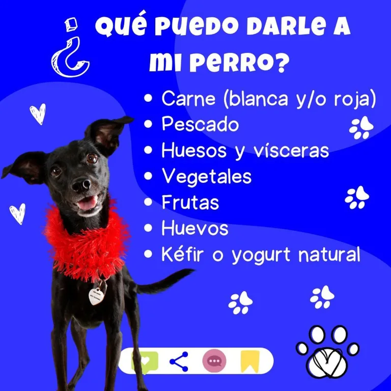 Lurdes entre Perros y Gatos4 768x768