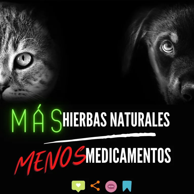 Lurdes entre Perros y Gatos5 768x768