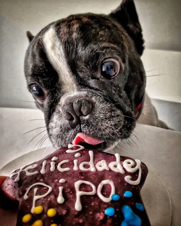 Miguitas reposteria perruna 768x960