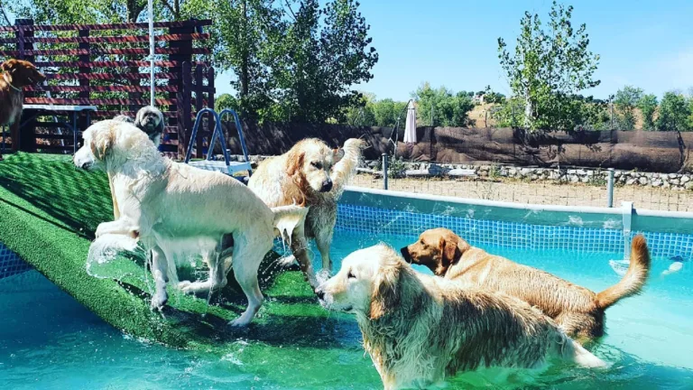 Peludos al agua2 768x432