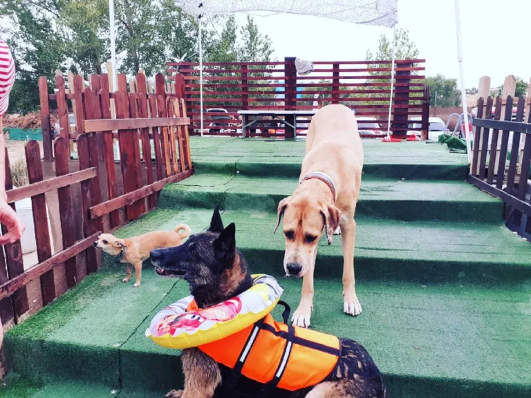 Peludos al agua3 768x576