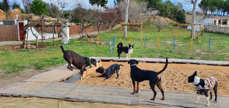 Peludos al agua4 768x364