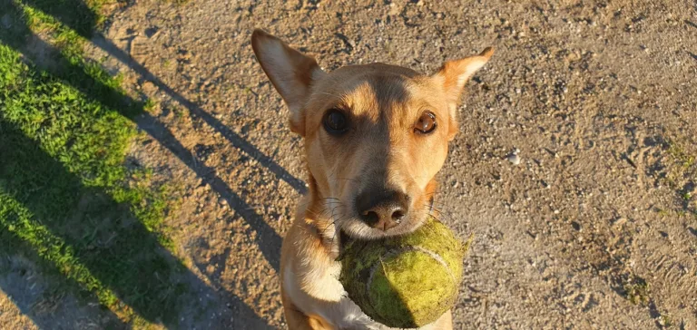 Peludos al agua6 768x364