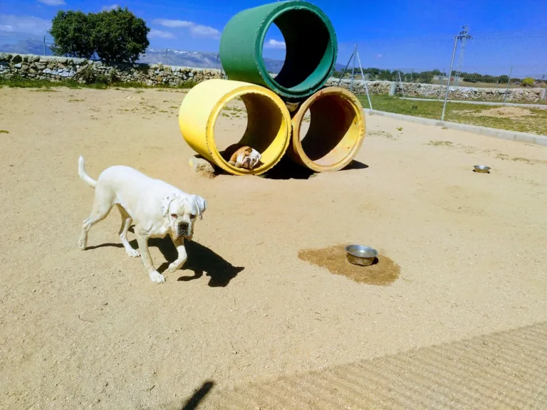 Residencia canina Sierracan4 768x576